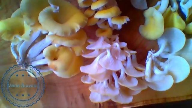406. Boczniak cytrynowy na klodach - Magiczna Oaza - spotkanie z Maria Bucardi смотреть онлайн