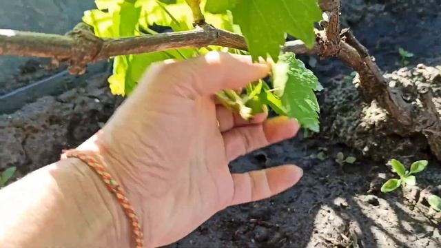 Первая подкормка винограда и выломка побегов 🍇🍇🍇 смотреть онлайн