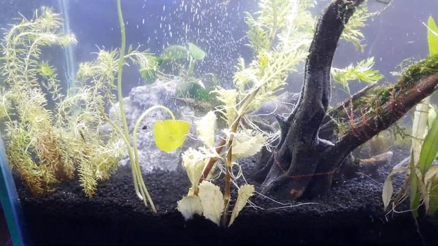 Shop Visit:66| Planted tanks कैसे तैयार करे| Aquascaping for Begginers|Planted tank #aquarium setup смотреть онлайн