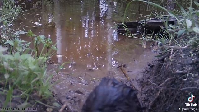 молодой бобр. #уральскаятайга #урал #Пермскийкрай #бобр смотреть онлайн