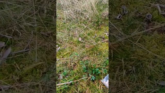 Посадил в лесу 100 орехов смотреть онлайн