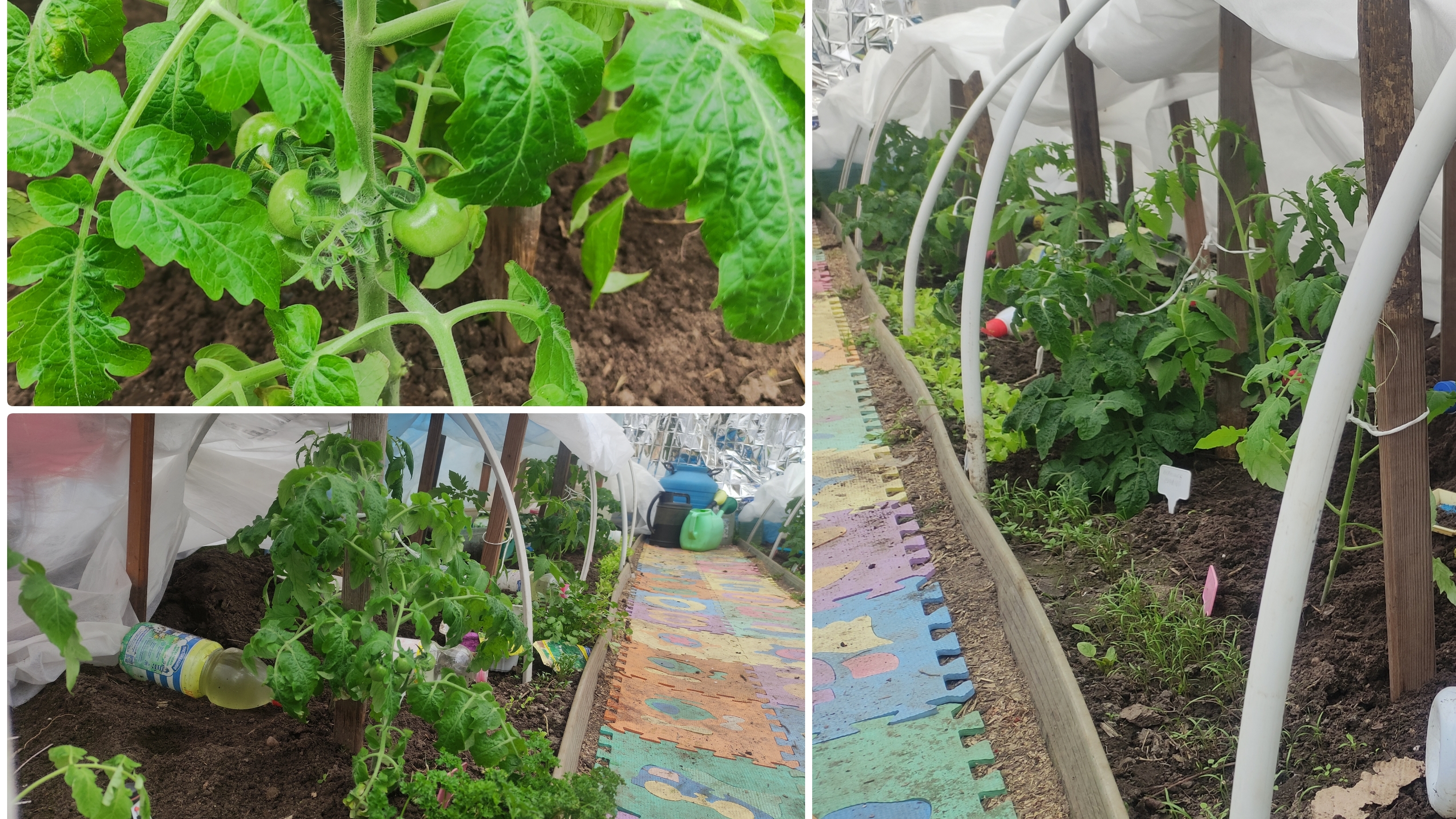 12 апреля 2025 Высадили рассаду томатов в неотапливаемой теплицу. Город Брянск. смотреть онлайн