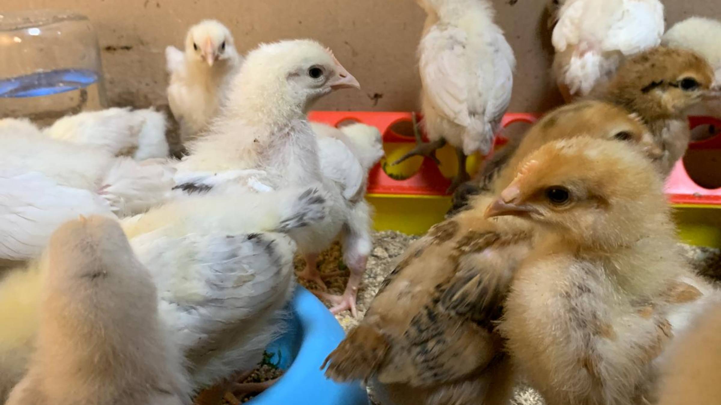 Новые кормушки и поилка для цыплят😊11 день цыплятам_ мешанка для кур_ 8 апреля 2025 года смотреть онлайн