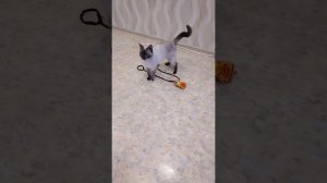 Шеда что то ищет...