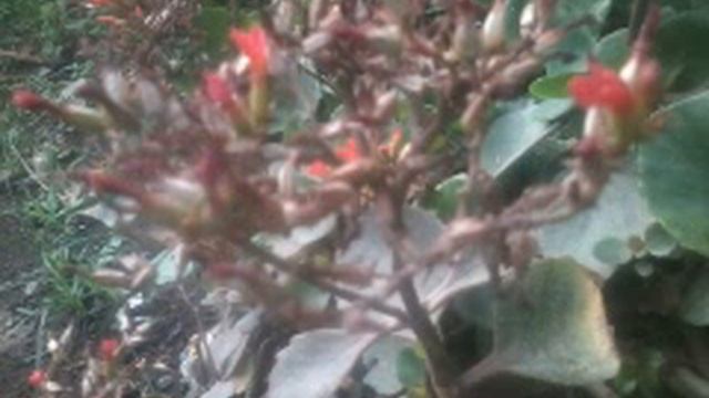 Nepal flower смотреть онлайн