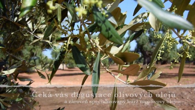 Dovolená Itálie - Apulie смотреть онлайн