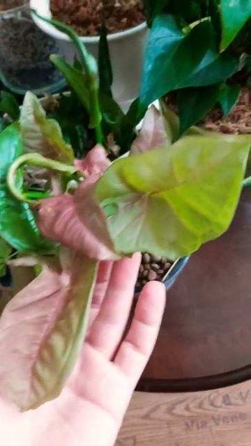 #сингониум #цветущийсад #цветы смотреть онлайн