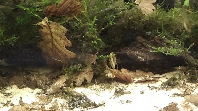 Apistogramma sp. D28 "Puerto Gaitan" смотреть онлайн