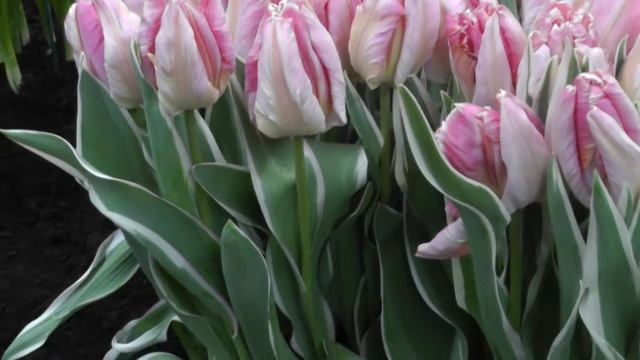 Tulip "Elsenburg" смотреть онлайн