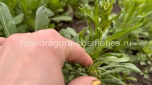 Усьма после зимовки