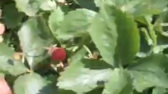 Сладкая клубника смотреть онлайн