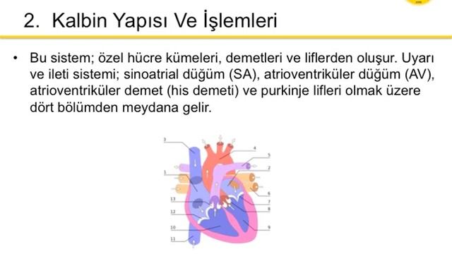 3- DOLAŞIM SİSTEMİ смотреть онлайн