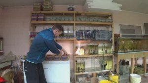 По трубочнику. Будни Аквариумиста.