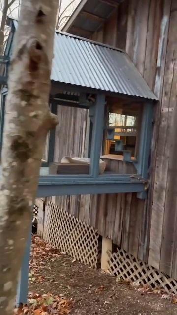 свой кошачий домик🥰😊 смотреть онлайн