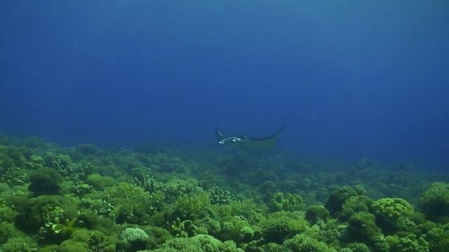 Diving with Mantas Malaysia смотреть онлайн