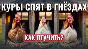 Куры спят и оставляют помёт в гнёздах, что приводит к загрязнению яиц. Как отучить от этой привычки?