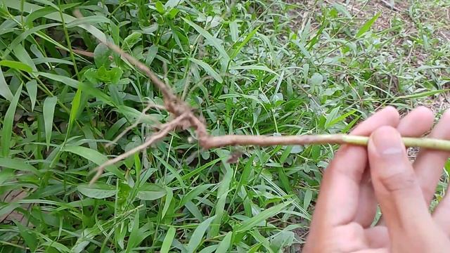 การตอนมะละกอ โดยไม่ใช้ดิน ไม่ใช้ แกลบ//ไม่ใช้ขุยมะพร้าว ใช้แค่น้ำเปล่า "Papay Parting Vlog 24 смотреть онлайн