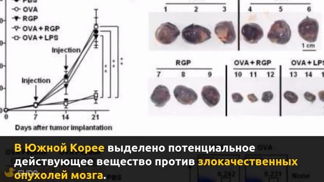 В Южной Корее выделено потенциальное действующее вещество против злокачественных опухолей мозга смотреть онлайн