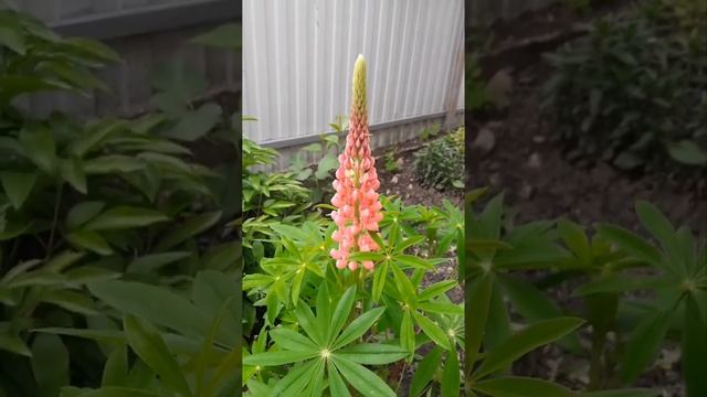 Цветы смотреть онлайн