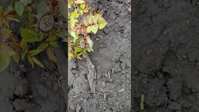 Як все росте на землі? яБілизну підключила, і відром поливаю троянди! смотреть онлайн