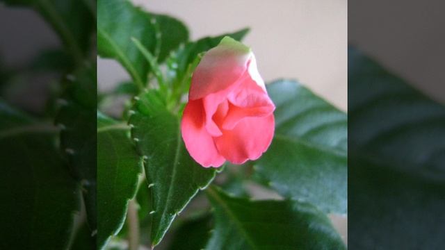 Choosing Good Flowers !!! смотреть онлайн