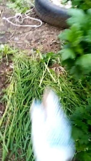 1мая и уже крыжовник висит.