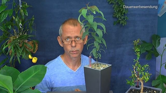 Pflanzen Wissen Punica granatum Nana neue Anzucht und wie wachsen Pflanzen warum besser смотреть онлайн
