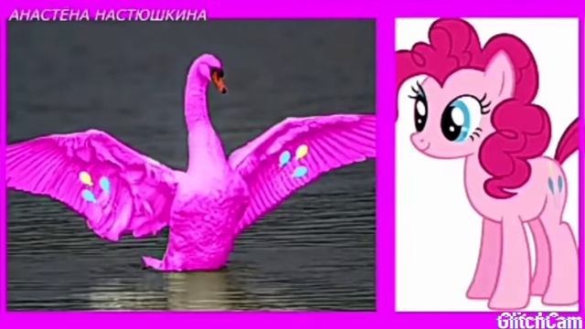 Мой маленький пони в виде лебедь смотреть онлайн