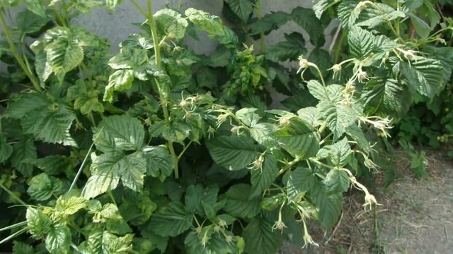 i Жовта малина Yellow raspberry Украина Ukraine 20230614 смотреть онлайн