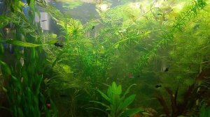 Какую воду отстаивать и доливать в аквариум?