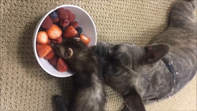 2 ХОРЕК ЯГОДА МАЛИНА смотреть онлайн