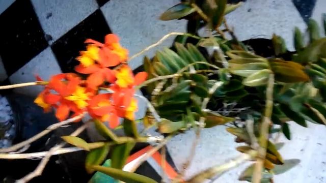 Orquídea Epidendrum Radicans *Vivero Plantas Al Natural * смотреть онлайн