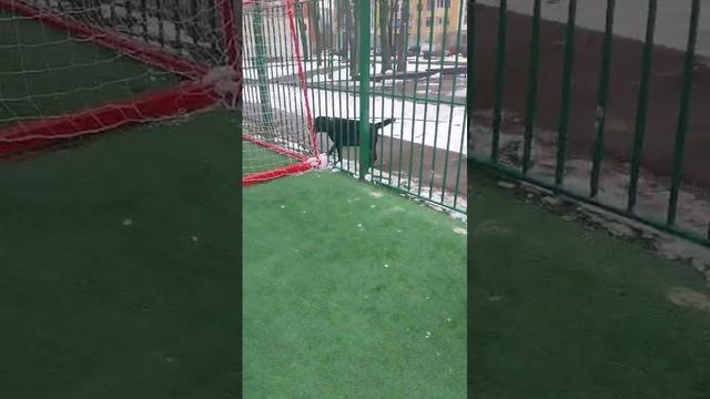 Дарик гуляет смотреть онлайн