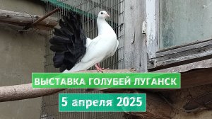 Выставка голубей и домашних животных Луганск 5 апреля 2025🕊️Цены, породы,откуда приезжают участники