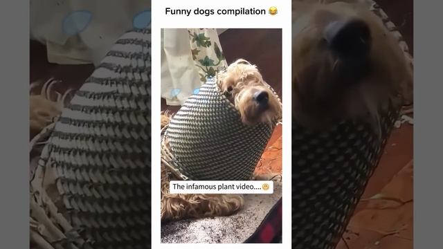 Tail wagging laughs смотреть онлайн