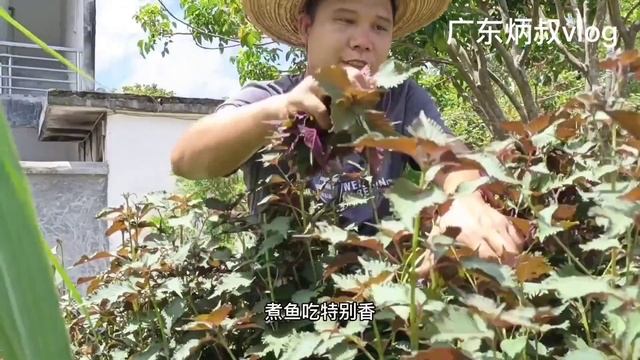 农村小伙摘紫苏叶把它晒干，到底有何做用？了解紫苏作用终身受益