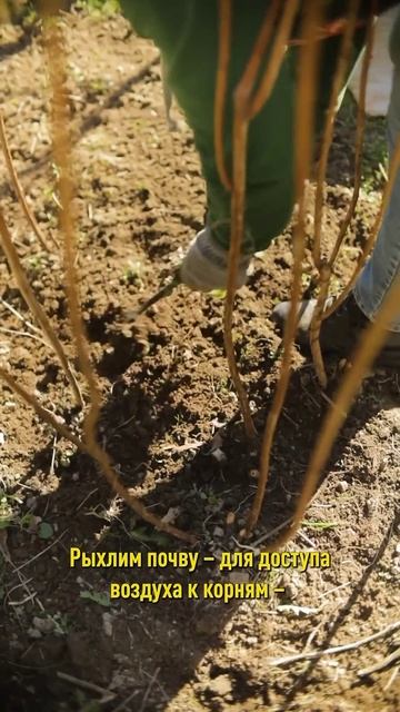 Не опоздайте с уходом за малиной весной! Будете с большим урожаем! смотреть онлайн