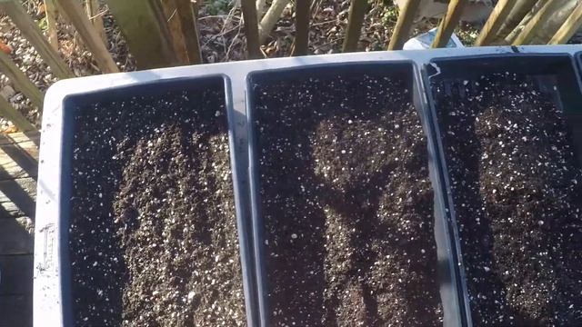 Microgreens Masterclass | Common Varieties | Full Week of Growing - What I Wish I Had When I Starte смотреть онлайн