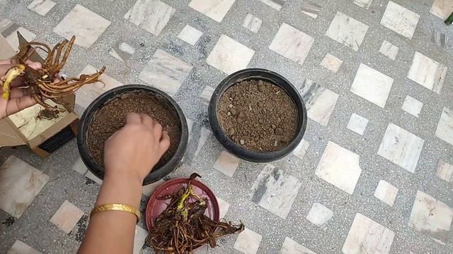 How to Grow and Care of Yellow Day Lily Double Bloom Flower Bulbs || Best Summer Flowers Bulbs смотреть онлайн