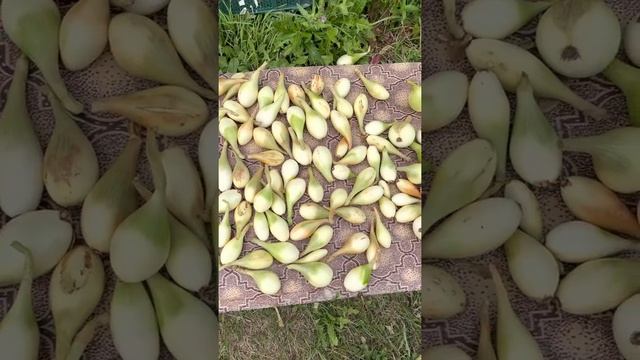 Уборка 🧅🧅🧅🧅 8 Августа 21 год , моя душа довольна урожаем 🧅🧅🧅🧅 , довольна Яяяяяя смотреть онлайн