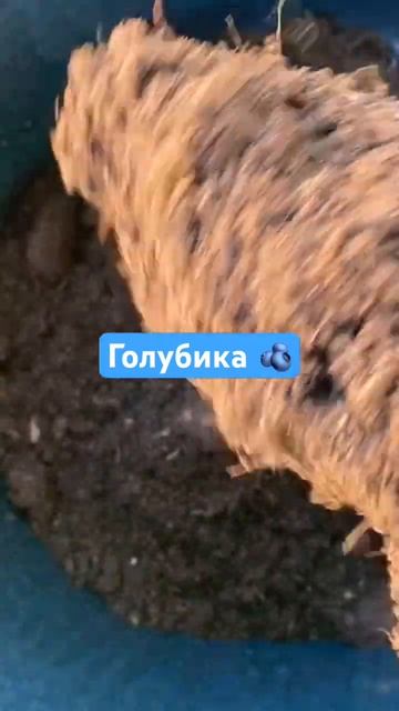 #голубика #дача #природноеземледелие #сад #тульскийфермер #garden #огород смотреть онлайн