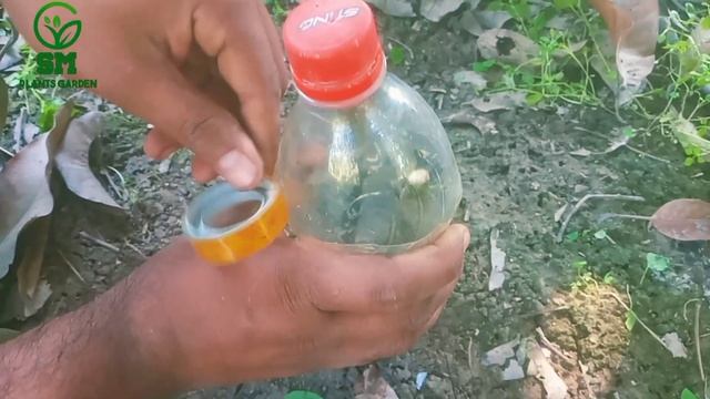 Growing Mango tree from cutting in a Coca-Cola, Coca-Cola Experiment смотреть онлайн