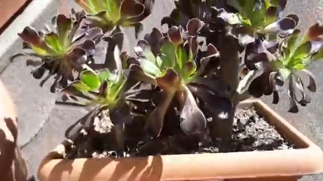 Komşumun bitli aeonium sukulentin son durumu 😃 смотреть онлайн