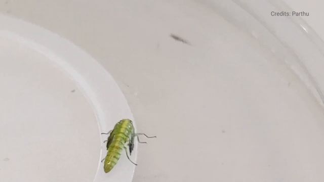 Freshly emerged Chrysoperla carnea adult. #nature #trending #viral #lacewigs смотреть онлайн