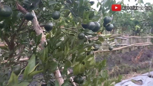 Insektisida Sistemik, Pembasmi Hama Bandel Pada Tanaman Jeruk. смотреть онлайн