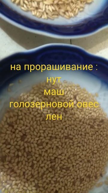 микрозелень на кухне: маш, нут, овес, лен смотреть онлайн