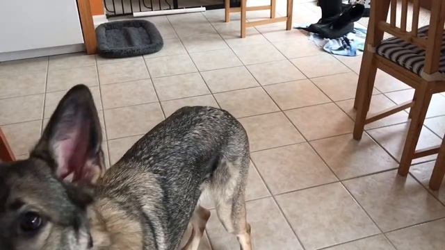 the honest kitchen dog food review смотреть онлайн