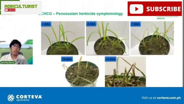 Pamatay Damo sa Sabog Tanimo o Direct Seeding na Palayan| 6-8days | Rainbow 250F Systemic Herbicide смотреть онлайн