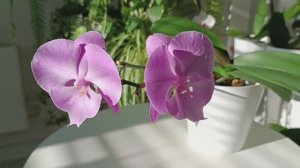 Пересадка ЦВЕТУЩЕЙ орхидеи☀️🦋🌷#орхидеи #пересадкаорхидеи