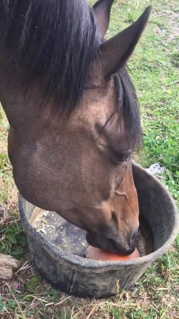 my horse bella eating a horse popsicle!! смотреть онлайн